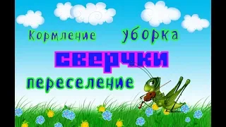 Уборка у сверчков.Кормление.Переселение.