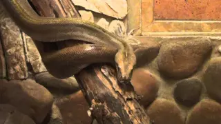 Змеи Ленинградского зоопарка / Snakes of the Leningrad zoo