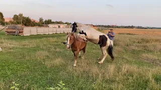 Первая случка жеребца!