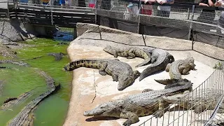 Cocodrilos Park Torremolinos - Zoology lesson at feeding time (Lectie de zoologie la ora hranirii)