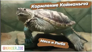 Каймановая черепаха кормление.Snapping turtle feeding#xanderzoo