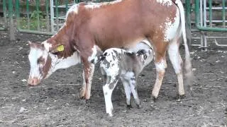 Kalb beim säugen