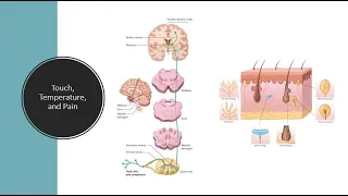 Touch, temperature, and pain
