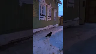 Встреча с котом