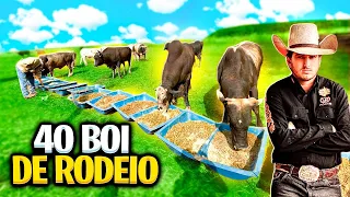 40 BOI DE RODEIO NA MINHA FAZENDA