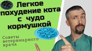 Правильное похудение кошек с лабиринтной кормушкой