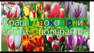 Кращі двоколірні тюльпани для вигонки