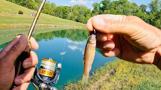 Fishing with LIVE Minnows for Anything That Bites @hipeakbike