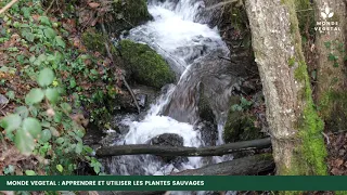 Cours de Botanique avec Monde Végétal