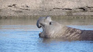 Southern Elephant Seal in Patagonia - Argentina