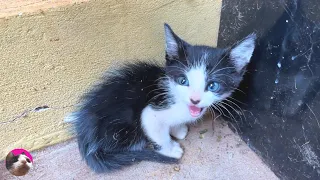 How ferocious rescued kitten grows up: from 0-222 days"The Story of the Miracle Talking Cat Mu"