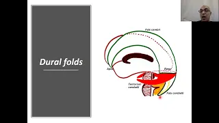 Cranial cavity (surgical anatomy)