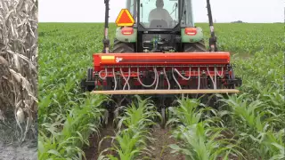 Interseeding cover crops into corn in Wisconsin: Can it work?