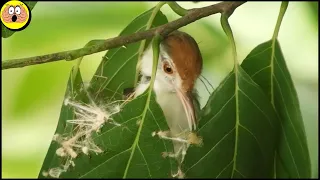 Dieser Vogel näht sein Nest wie eine Schneiderin