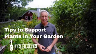 Simple Options for Supporting Your Garden Plants