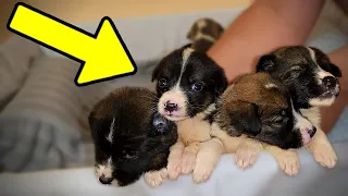 We Rescued a Box Full of Puppies