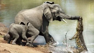 Most Amazing Wild Animal Attacks - Crocodile, Lion, Jaguar, Elephant - CRAZIEST Animal Fights