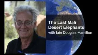 The Last Mali Desert Elephants