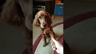 🦴Выполняет команды  Английский Кокер-спаниель  English Cocker Spaniel  Dog🦴