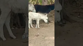 donkeys#gadha #animals #youtubeshorts |@MP2animals