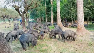 my new record wild hog catch - Huge load of hogs (Episode 14)