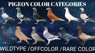 colors of pigeon