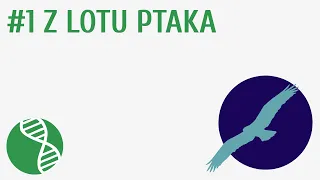 Z lotu ptaka #1 [ Ptaki ]