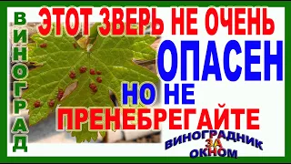 🍇 Клещ на винограде! Не прозевайте! Диагностика, опасность, методы борьбы.