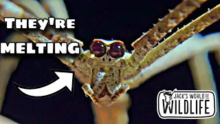 MEET The Spider Whose EYES MELT Every Day!