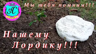 🌴 Лордик!!! Мы тебя помним❗