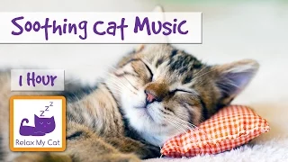 Music to Relax Cats with Separation Anxiety, 1 Hour of Soothing Cat Music 🐱 #ANXIETY02