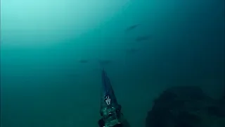 דייג בצלילה חופשית - פלמידה ואינטיאס - 18.10.19 - Spearfishing Israel - Spanish Mackerel & AJ