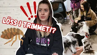 LÖSS I TRIMMET 💀 | Vlogg