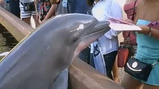 Big Dolphin Steals ipad of woman