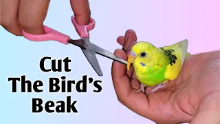 How To Trim a Budgie's Beak? Avoid These Common Mistakes When Trimming Your Budgie's Beak