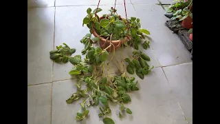 How to Grow & Cultivate Flame Violet : Episcia Cupreata
