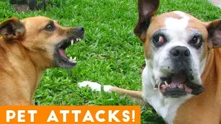 Funniest Animal Attacks Compilation August 2018| Funny Pet Videos