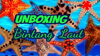 Unboxing : Bintang laut Jumbo