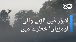 لاہور میں ایشیا کی سب سے بڑی ’اڑنے والی لومڑیاں‘ ناپید ہو جائیں گی؟ | DW Urdu | Lahores Flying Foxes