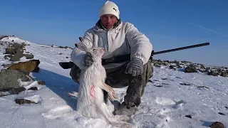 охота на зайца . Закрытие сезона!!!