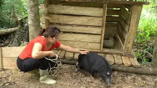 Moving the pig to a new pen - The pig turned around and bit me, making me scared - Free Life