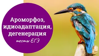 Ароморфоз, идиоадаптация, дегенерация - разбор тестов ЕГЭ по биологии