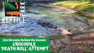 LIVE: CROCODILE ATTEMPTS A DEATH ROLL | AUSTRALIAN REPTILE PARK