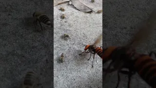 When a Giant hornet approaches, Japanese honeybees prepare for a hot defensive bee ball