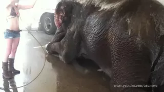 Девушка моет слона Bathing elephants
