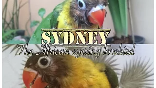 Sydney || The African eyering lovebird || Growth