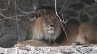 Staff Members Move Into Kyiv Zoo to Care for Animals