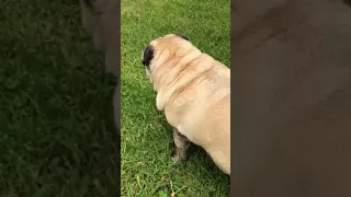 BeetlejuicePug in the Waterlilies