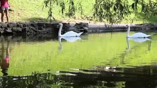 Лебедi. Стрийський парк