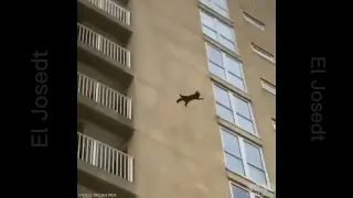 Gato cae de un edificio